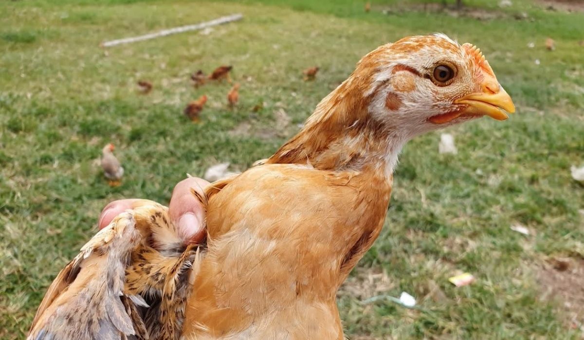 Tại sao gà bị khò khè khó thở?