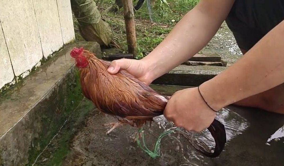 Tắm nước cho gà chọi 