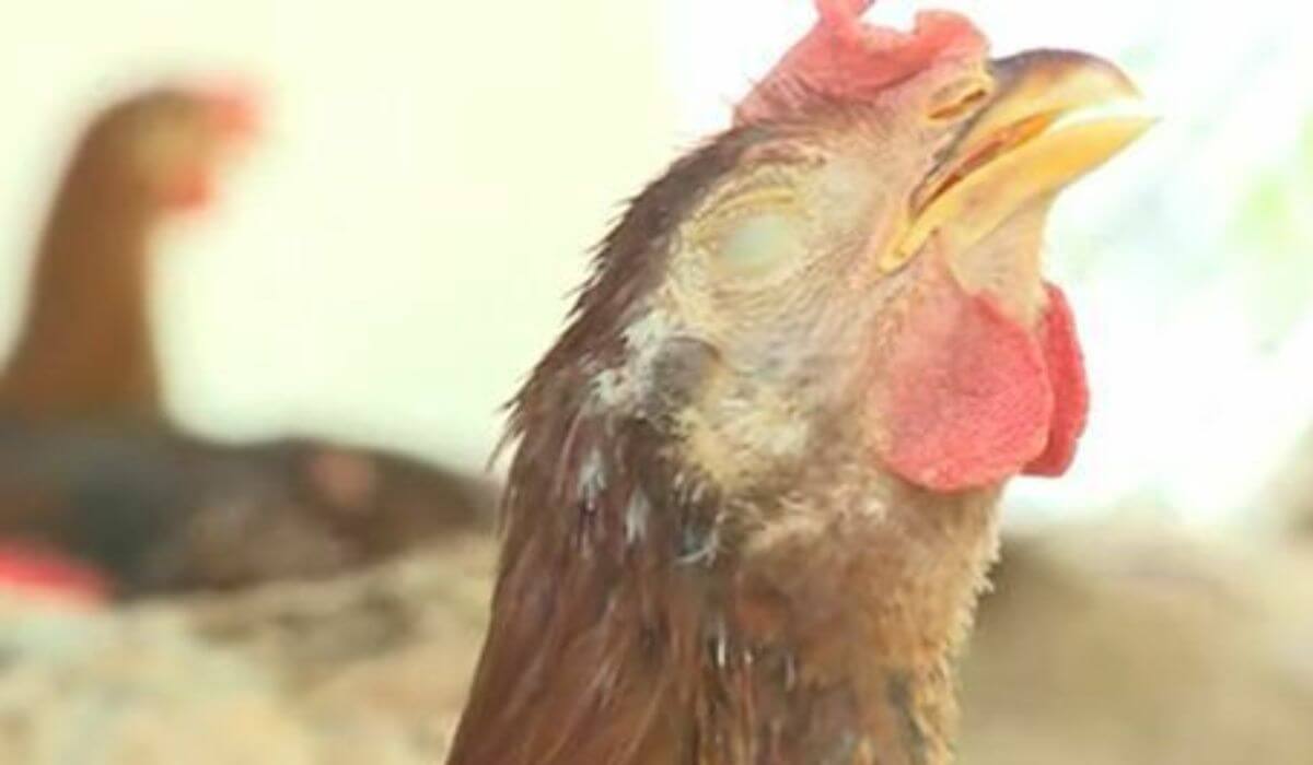 Vì sao gà bị mù mắt? 