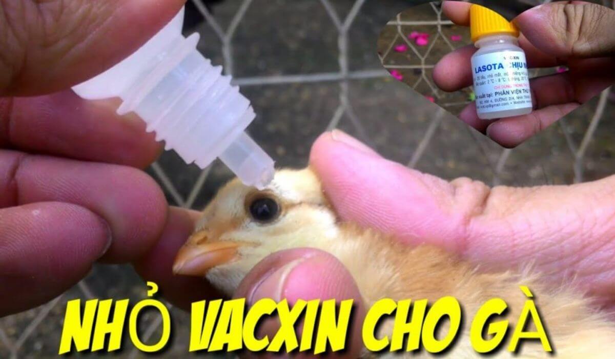 Tiêm vắc xin định kỳ 